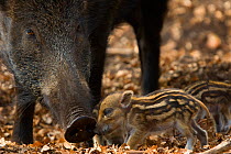 Wild boar (Sus scrofa) mother watching over tiny piglets, the Netherlands, April
