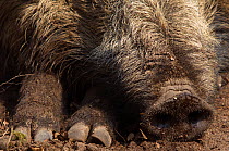 Wild boar (Sus scrofa) resting, close up of snout and trotters, the Netherlands, April