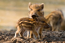 Wild boar (Sus scrofa) piglets, the Netherlands, April