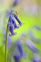 RF- Spider on Bluebell (Hyacinthoides non-scripta / Endymion scriptum) flowers in Beech wood, Hallerbos, Belgium, April.
