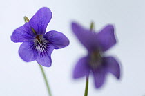 Common dog violet (Viola riviniana) flowers, Belgium, October