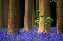 Deep blue carpet of Bluebells (Hyacinthoides non-scripta / Endymion scriptum) flowering in Beech wood with Sycamore sapling, Hallerbos, Belgium, April