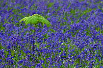 Carpet of Bluebells (Hyacinthoides non-scripta / Endymion scriptum) flowering in Beech wood with Sycamore (Acer pseudoplatanus) sapling, Hallerbos, Belgium, April