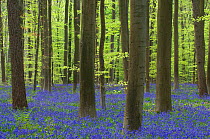 RF- Bluebells (Hyacinthoides non-scripta / Endymion scriptum) flowering in Beech wood, Hallerbos, Belgium. April. (This image may be licensed either as rights managed or royalty free.)