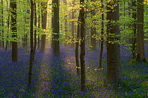 Rays of sunlight falling on Bluebells (Hyacinthoides non-scripta / Endymion scriptum) flowering in Beech wood, Hallerbos, Belgium, April