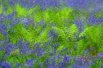 RF- Bluebells (Hyacinthoides non-scripta / Endymion scriptum) flowering in Broad buckler fern (Dryopteris dilatata), Hallerbos, Belgium. April. (This image may be licensed either as rights managed or...