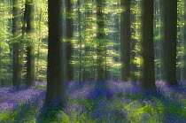 Sunlight on Bluebells (Hyacinthoides non-scripta / Endymion scriptum) flowering in Beech wood, Hallerbos, Belgium, April, long exposure