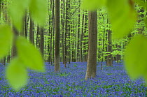 Bluebells (Hyacinthoides non-scripta / Endymion scriptum) flowering in Beech wood, Hallerbos, Belgium, April