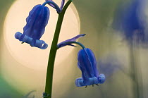 Bluebell (Hyacinthoides non-scripta / Endymion scriptum) flowers with light behind, Hallerbos, Belgium, April