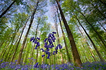 Bluebells (Hyacinthoides non-scripta / Endymion scriptum) flowering in beech wood, Hallerbos, Belgium, April, low angle shot