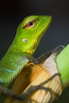 Common Green Forest Lizard(Calotes calotes) juvenile, Sri Lanka,