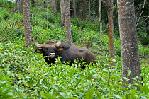 Wild gaur (Bos gaurus) bull in tea plantation near the settlment of Kodaikanal, Sri Lanka, June 2009