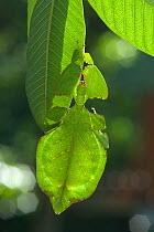 Leaf insect (Phyllium bioculatum) mature female camouflaged on leaf, Sri Lanka