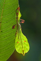 Leaf insect (Phyllium bioculatum) mature male camouflaged on leaf, Sri Lanka