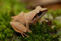Bubble nest frog (Philautus cuspis) Sinharaja forest reserve, Sri Lanka, Endangered