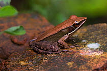 Bronzed frog (Rana temporalis) Endanagered species, wild, Gurukala Botanical Sanctuary,  Kerala, India