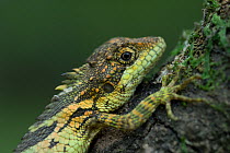 Horsfield's Spiny Lizard (Salea horsfieldii) an endemic Agamid lizard that is restricted to a few southern hill ranges of India's Western Ghats. This one is found in the upper Palani HIlls at an altit...