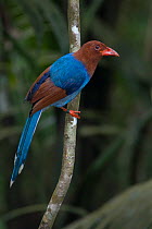 Sri Lanaka blue magpie (Urocissa ornata) endemic, Sinharaja forest reserve, Sri Lanka, vulnerable species.