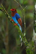 Sri Lanaka blue magpie (Urocissa ornata) endemic, Sinharaja forest reserve, Sri Lanka, vulnerable species.