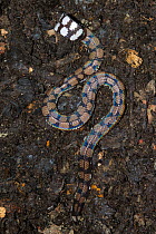 Sri Lanka pipe snake (Cylindrophis maculatus) Sri Lanka, endemic