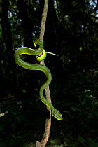 Large Scaled Pit Viper (Trimeresurus macrolepis) in a shola forest at an altitude of 2000 meters, endemic, Western Ghats, India