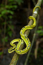 Sri Lanka Green Pit Viper (Trimeresurus trigonocephalus) Sinharaja rainforest, Sri Lanka
