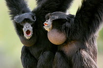 Pair of Siamang gibbon (Hylobates / Symphalangus syndactylus) vocalising together, note the male's extended throat pouch, Captive, New Zealand, endangered species