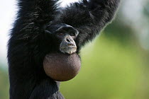 Male Siamang gibbon (hylobates / Symphalangus syndactylus) vocalising, with throat pouch extended, Captive, New Zealand, Endangered species