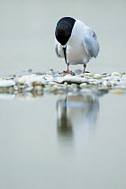 White-fronted tern (Sterna striata) looking down into water, Kaikoura, South Island, New Zealand, December