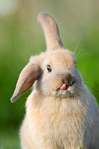 Mini lop-eared domestic rabbit with one ear up and one ear down, and tongue sticking out, Captive, Christchurch, New Zealand