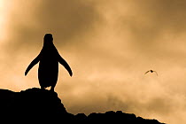 Silhouette of a Yellow-eyed Penguin (Megadyptes antipodes) standing on rock looking out to sea, Dunedin, South Island, New Zealand, October