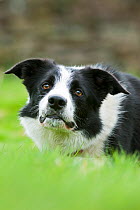 Border Collie domestic dog, Lake District, UK, May 2010