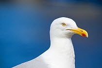 Adult Herring gull (Larus argentatus) Isle of Arran, Scotland, UK, June