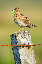 Adult Skylark (Alauda arvensis) perched on fence post with caterpillars in its beak, Tiree, Scotland, UK, July