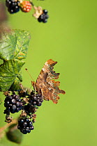 Comma butterfly (Polygonia c-album) on blackberry bush, Cumbria, UK, September