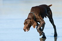 German short haired pointer on beach, South Island, New Zealand