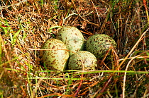 Four Curlew (Numenius arquata) eggs in nest, Republic of Ireland, May