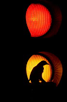 Silhouette of adult Mistle thrush (Turdus viscivorus) nesting in amber traffic light, Glasgow, Scotland, UK, May 2006. Highly commended in Urban and Garden Wildlife category for Wildlife Photographer...