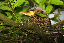Bare-throated Tiger-Heron (Tigrisoma mexicanum)chick in nest ready to fledge. Tortuguero National Park, Costa Rica.