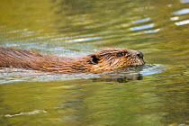 American Beaver swimming (Castor canadensis) Denali NP, Alaska, USA