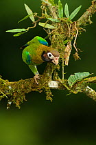 Brown-hooded Parrot (Pyrilia haematotis) perched on moss covered branch,  Laguna del Lagarto, Costa Rica, Central America.