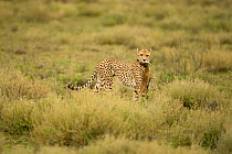 Cheetah (Acinonyx jubatus) with gazelle kill, Ndutu, Serengeti NP, Tanzania, East Africa.