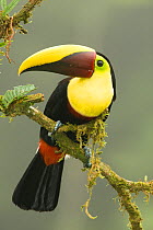 Chestnut-mandibled Toucan (Ramphastos ambiguus swainsonii) adult bird perched on the edge of the forest. Laguana del Lagarto, Costa Rica, Central America.