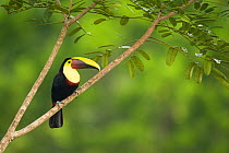 Chestnut-mandibled Toucan (Ramphastos ambiguus swainsonii) adult bird perched on the edge of the forest. Laguana del Lagarto, Costa Rica, Central America.