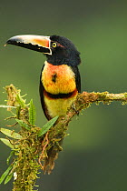 Collared Aracari (Pteroglossus torquatus) perched on branch, Costa Rica, Central America.