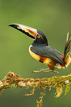 Collared Aracari (Pteroglossus torquatus) jumping / landing on branch, Costa Rica, Central America.