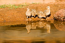Gambel's Quail (Callipepla gambelii) chicks, drinking at edge of water, with reflections. Arizona, USA.