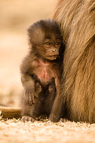 Gelada baboon (Theropithecus gelada) portrait of baby, sitting crouched next to adult. Simien Mountains National Park, Ethiopia, East Africa.