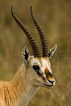 Grant's Gazelle (Gazella granti) head portrait,  Ngorongoro Crater, Tanzania, East Africa.