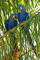 Hyacinth Macaws  (Anodorhynchus hyacinthinus) pair perched in Palm tree, the Pantanal, Brazil, South America.